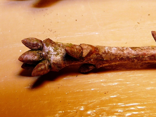 {Quercus alba}